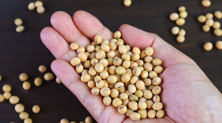 Soy Protein into Your Diet | thepost247