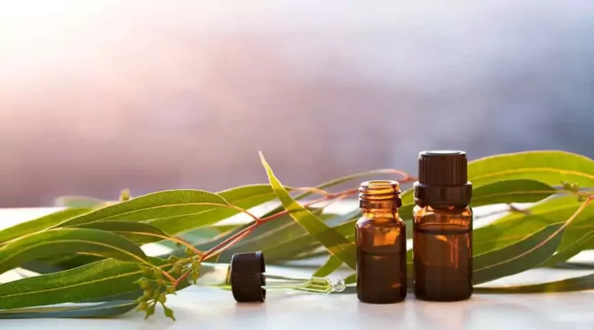 eucalyptus oil